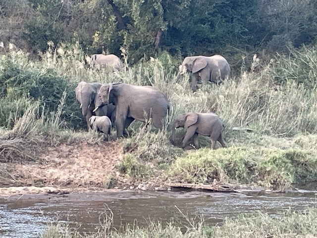       A herd of elephants near a riverbank.
  