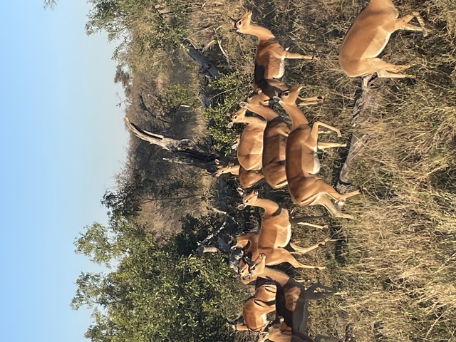       Group of antelopes standing together.
  