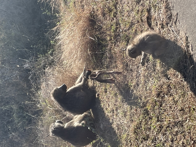       Monkey sitting on grass with others nearby.
  