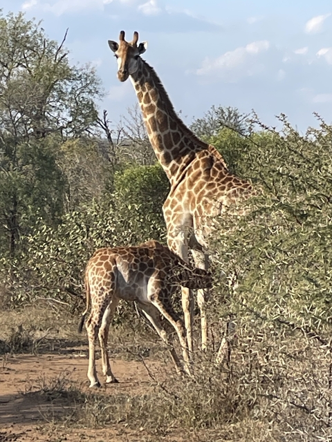       Two giraffes feeding from tall trees.
  