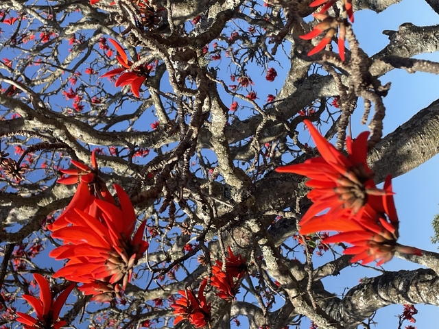       Red flowers on a leafless tree against a blue sky.
  