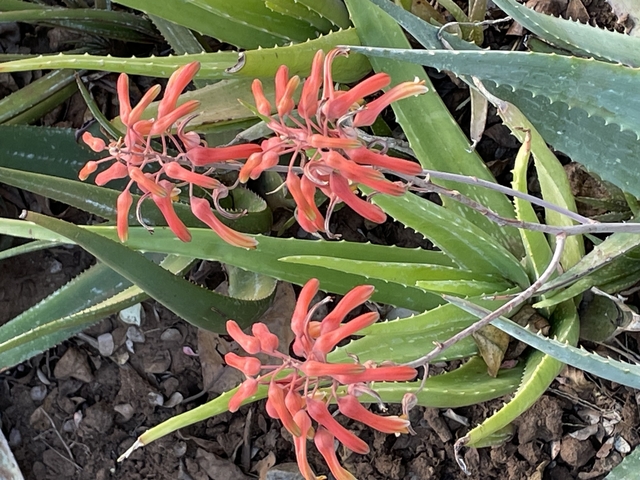       Close-up of vibrant red flowers with green leaves.
  