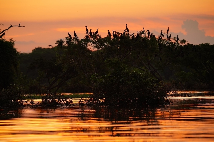 Beautiful silhouette of birds on trees during sunset over a river.