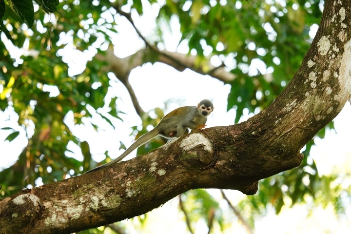 A monkey on a tree branch in a lush forest environment.