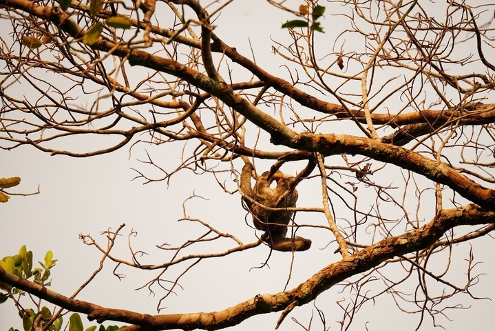 A sloth hanging from branches of a tree.