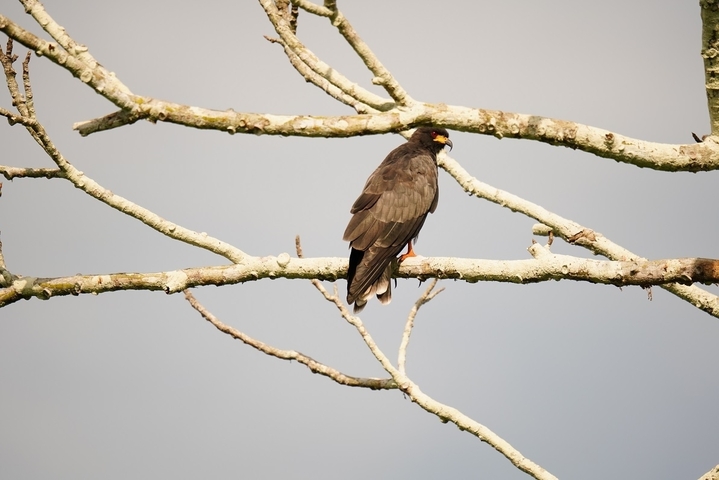 A bird perched on a tree branch in front of a clear sky.
