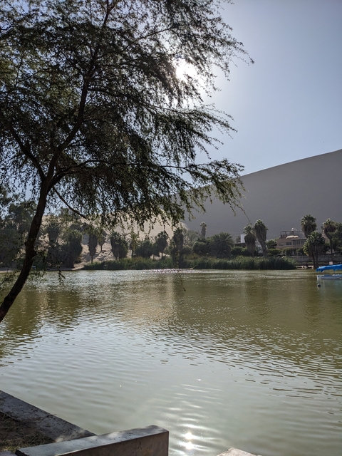      Lush oasis surrounded by palm trees and sand dunes.
  