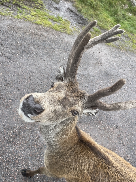 Close-up of a reindeer's head looking towards the camera.