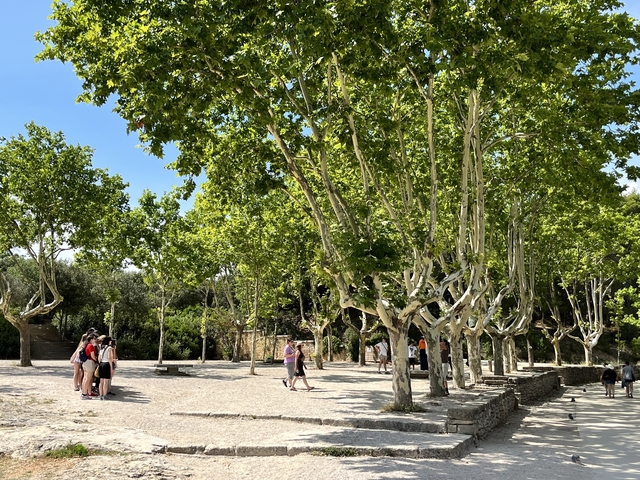       People walking under a canopy of trees.
  