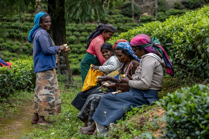 Women picking leaves at a tea plantation.