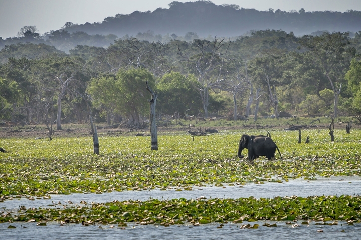       An elephant walking through a wetland area.
  