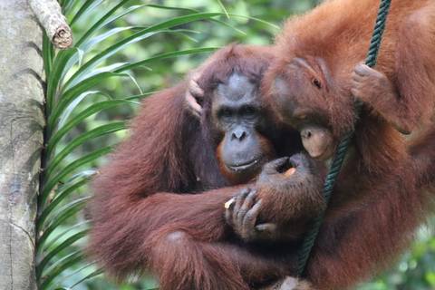       Orangutans interacting in a lush forest environment.
  