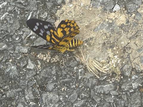       Butterfly with yellow and black markings on a rocky surface.
  