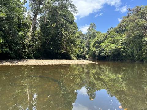       Calm river surrounded by dense forest.
  