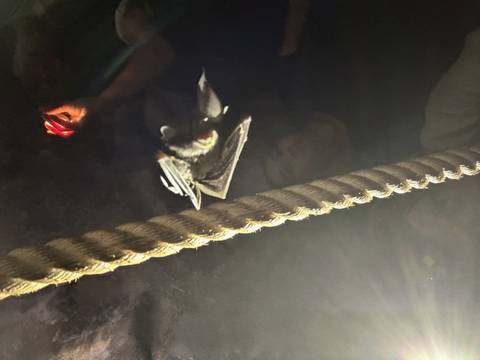      Bat resting on a rope in a dimly lit environment.
  