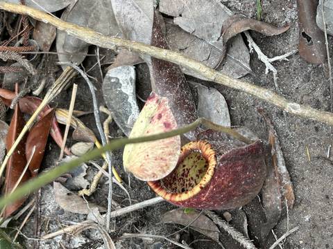       Pitcher plant among leaves and soil.
  