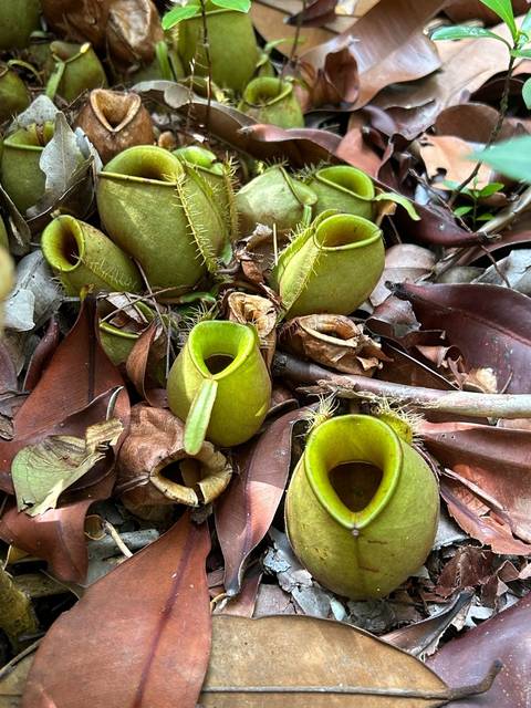       Close-up of a butterfly on rocky terrain.
  