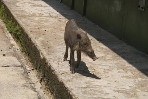       Baby wild boar walking on a concrete path.
  