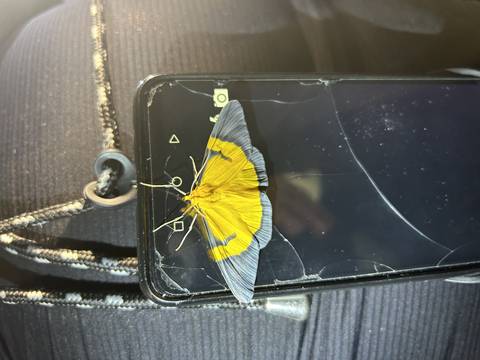       Butterfly resting on a cracked phone screen.
  