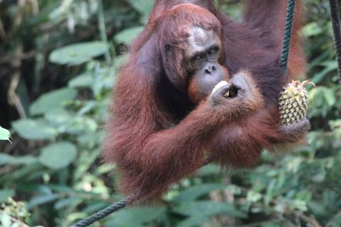       Orangutan eating while holding a fruit in a forest.
  
