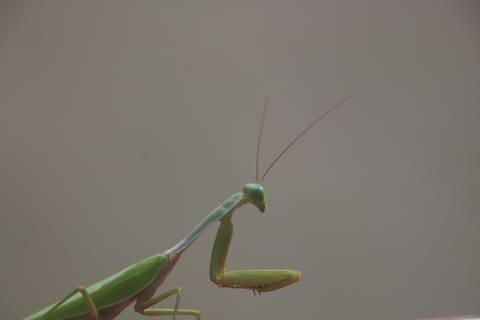       Close-up of a praying mantis with a plain background.
  
