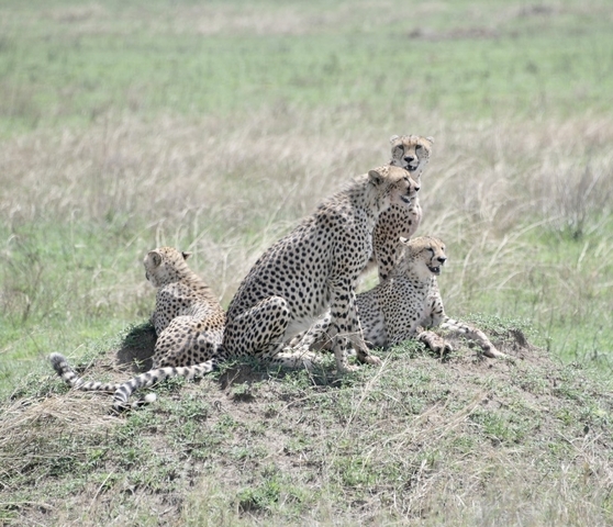       Cheetahs gathered on a mound in a savanna landscape.
  