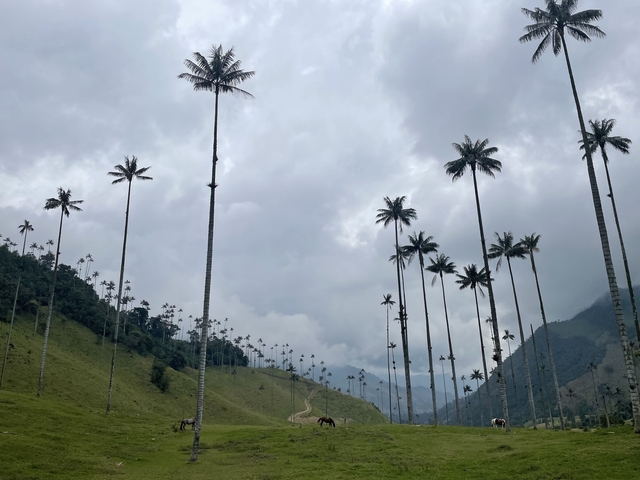      Tall, thin palm trees in a valley
  