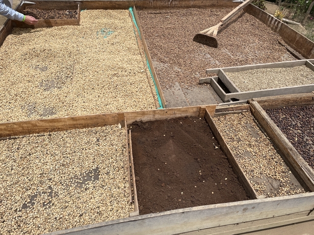       Coffee beans drying on a tray outdoors
  