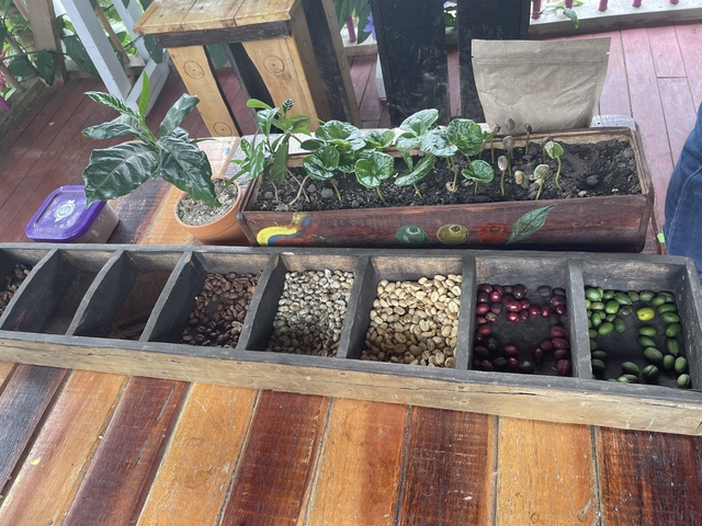       Variety of coffee beans displayed in sections
  