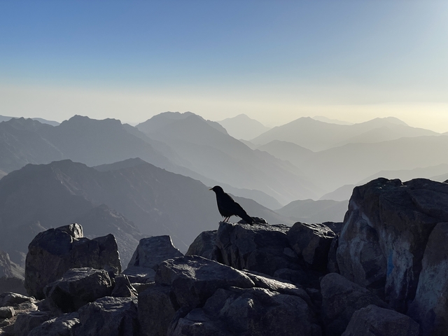       Bird perched on rocks with mountain range in the distance.
  