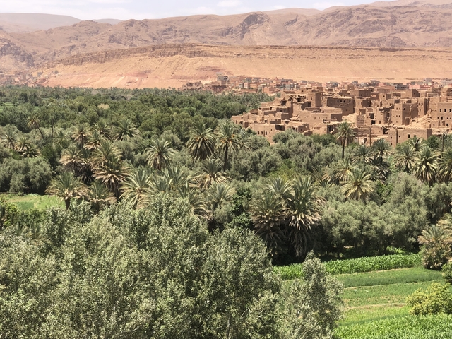       Lush landscape with palm trees and historic ruins.
  