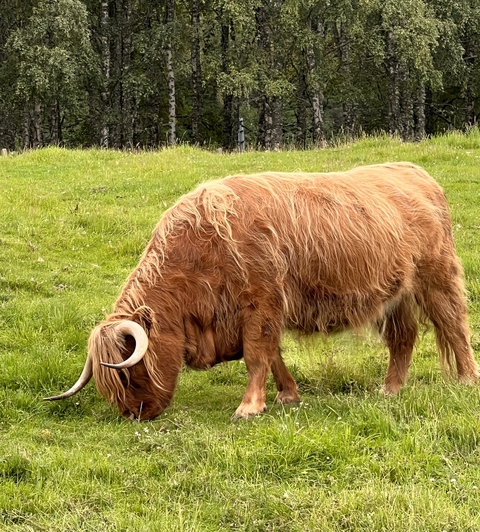Highland cow grazing in a green field.