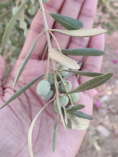 Close-up of a hand holding an olive branch.