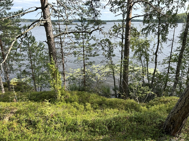      Wooded area alongside a lake.
  