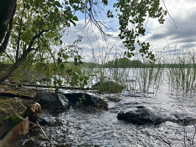       Lake shore with rocks and overhanging tree branches.
  