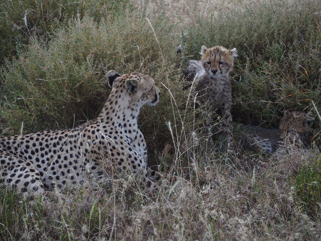 Cheetah with cubs in tall grass.