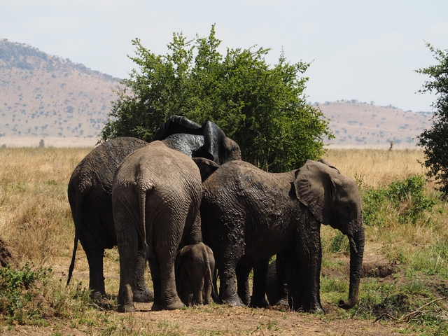       Group of elephants near a bush in a grassland.
  