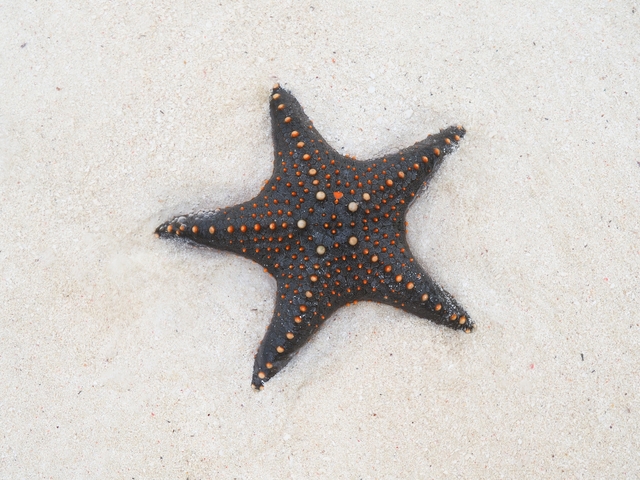       Starfish on the sandy beach.
  