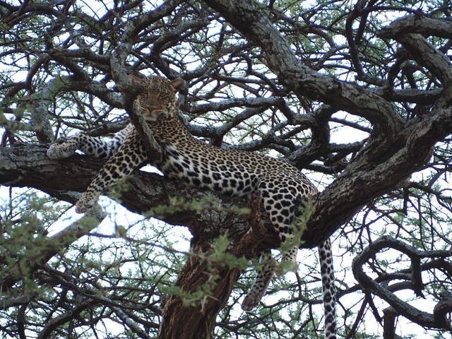 Leopard resting on a tree branch.