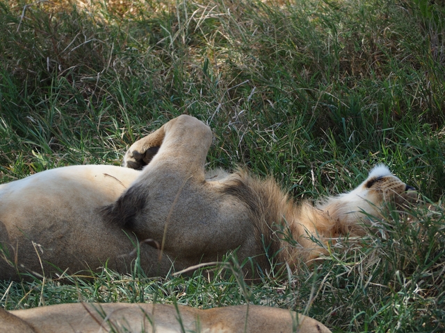 Lion resting on the grass in the sunlight.