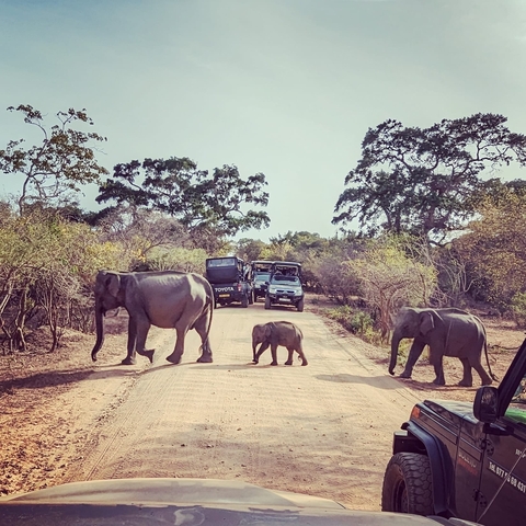Elephants crossing a dirt road with safari vehicles.
