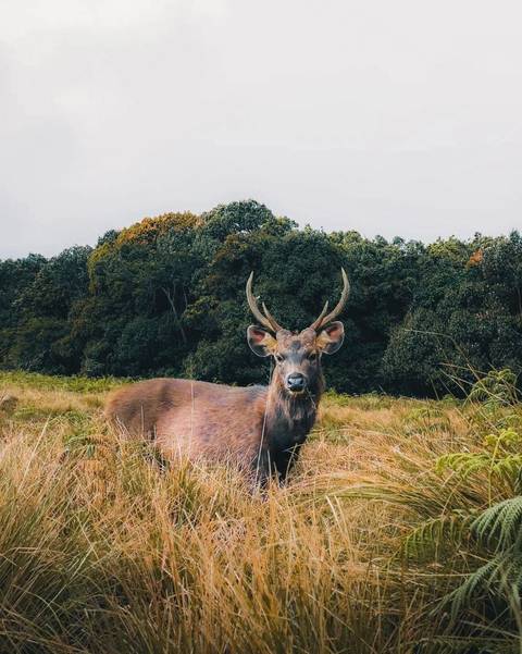 Deer standing in a field with forest background.