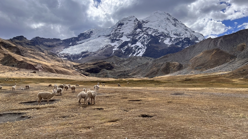 Flock of sheep grazing in a valley with mountains in the background.