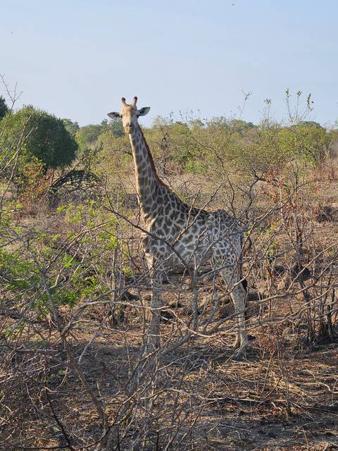       Giraffe standing amidst dry bushes.
  