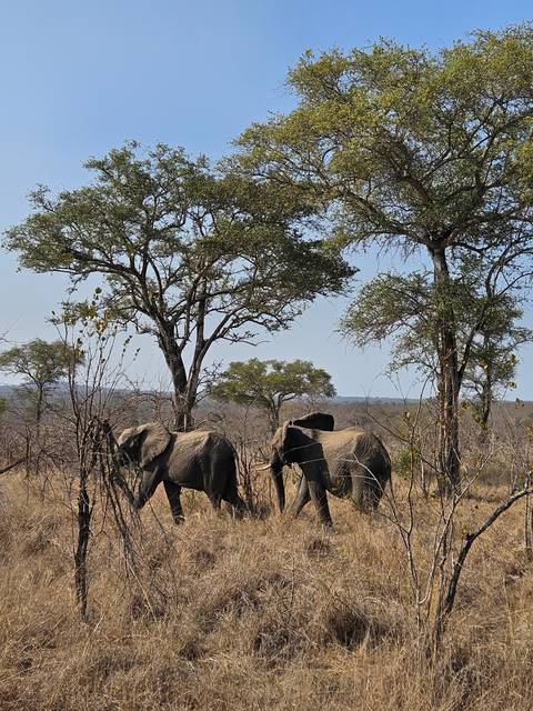 Two elephants near a tree on dry grassland.