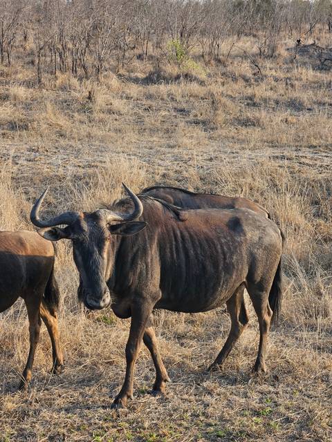       Grazing wildebeest on dry grassland.
  