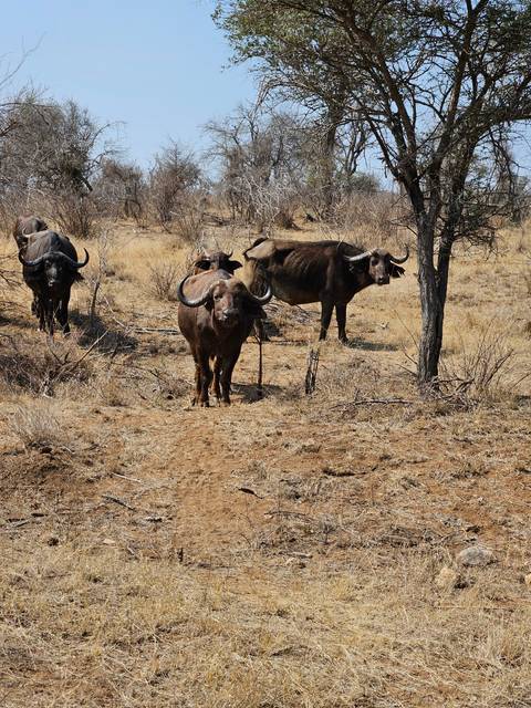 Herd of buffalo on dry terrain.