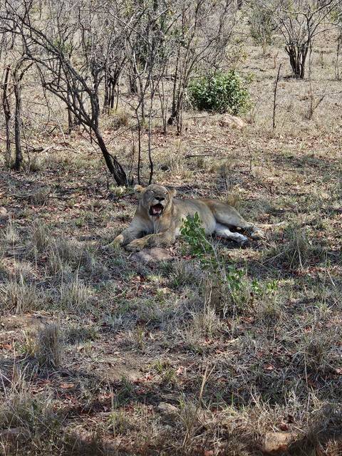       Lion resting in the grass.
  