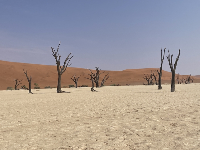 Desert landscape with dead trees and sand dunes.
