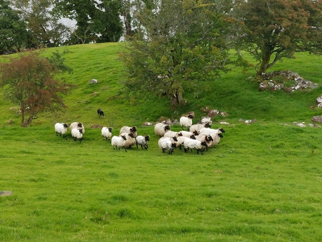 Group of sheep grazing on a lush green pasture.